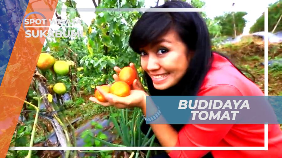 Budidaya Tomat, Sayuran yang Banyak Dikonsumsi Karena Manfaatnya, Sukabumi