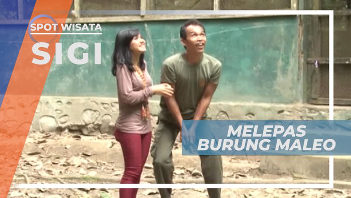 Melepas Burung Maleo ke Alam Bebas, Ritual Penanda Berkunjung, Sigi