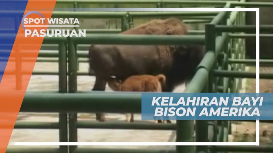 Menyambut Kelahiran Bayi Bison Amerika Pertama di Kebun Binatang, Pasuruan