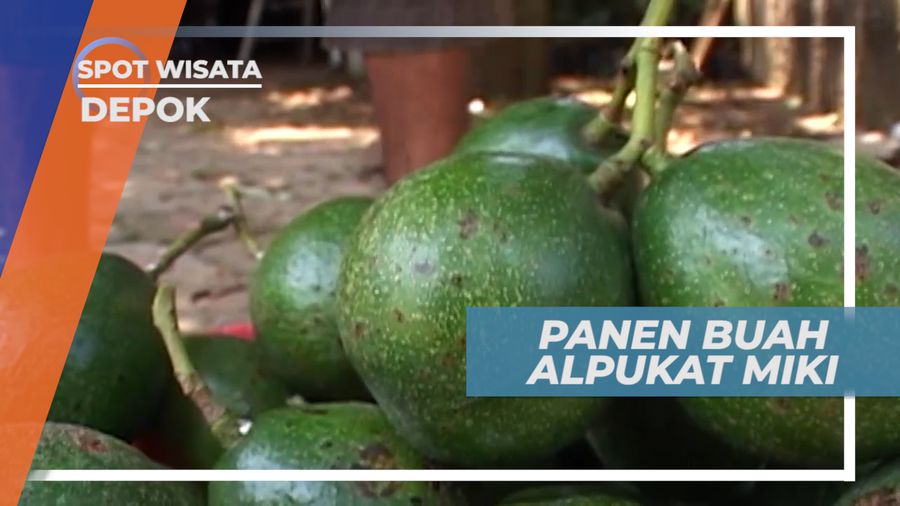 Panen Alpukat Mentega, Daging Buah yang Tebal dan Kuning Seperti Mentega, Depok