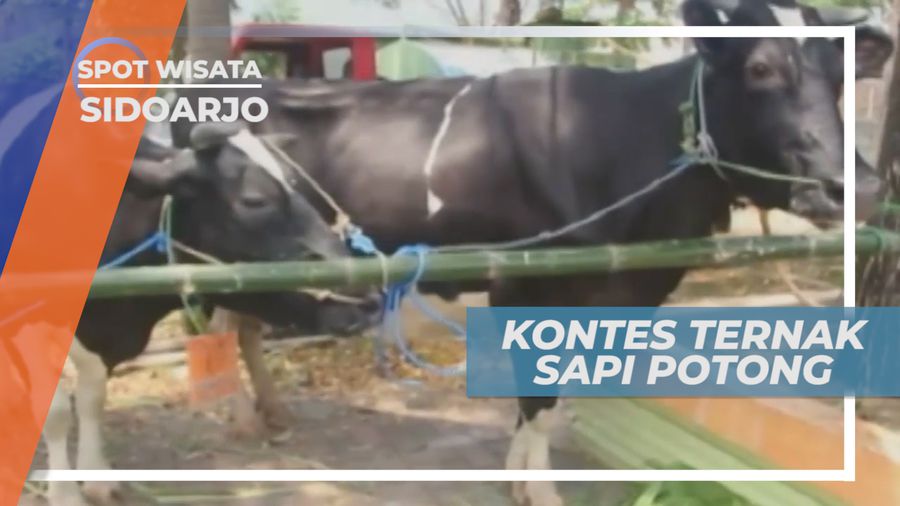 Kontes Sapi Potong, Lenggak-lenggok Berjalan Bak Model di Depan Pembeli, Sidoarjo