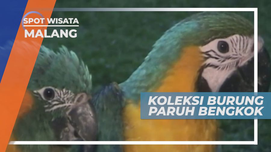 Komunitas Pecinta Burung Paruh Bengkok di Kota Bunga, Malang