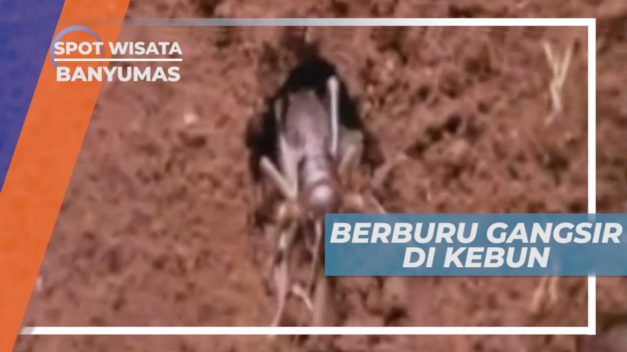 Berburu Gangsir, Serangga Kategori Hama yang Memiliki Protein Tinggi, Banyumas