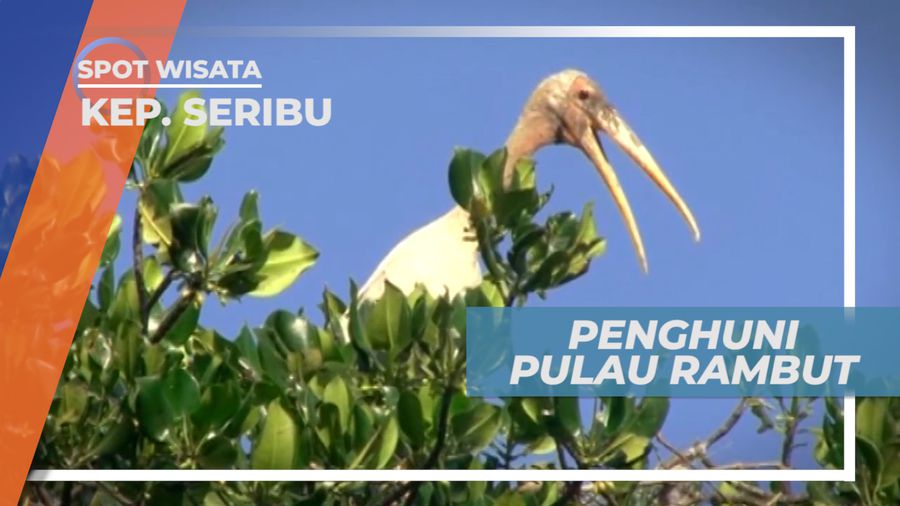 Penghuni Alami Pulau Rambut di Kepulauan Seribu