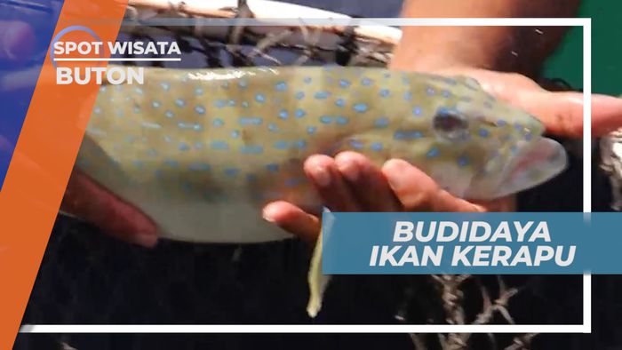 Budidaya Ikan Kerapu, Teluk Lasongko Buton Sulawesi Tenggara