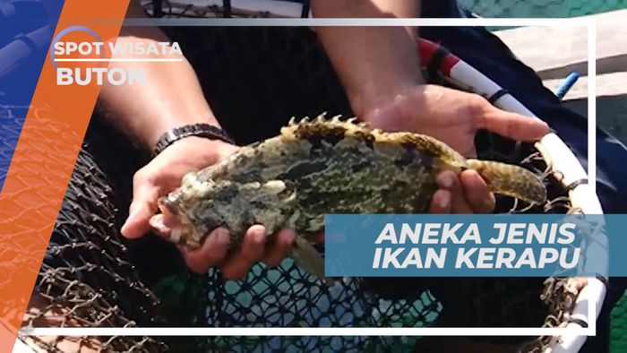 Mengenal Aneka Jenis Ikan Kerapu Buton