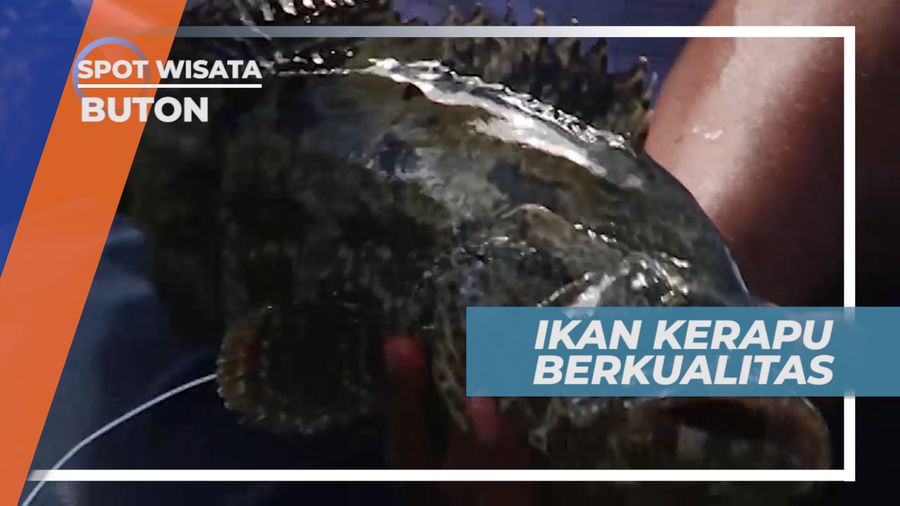 Mengenal Ciri-ciri Ikan Kerapu Berkualitas dari Buton 