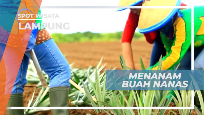 Nanas, Tanaman Buah yang Dapat Tumbuh Sepanjang Tahun, Lampung
