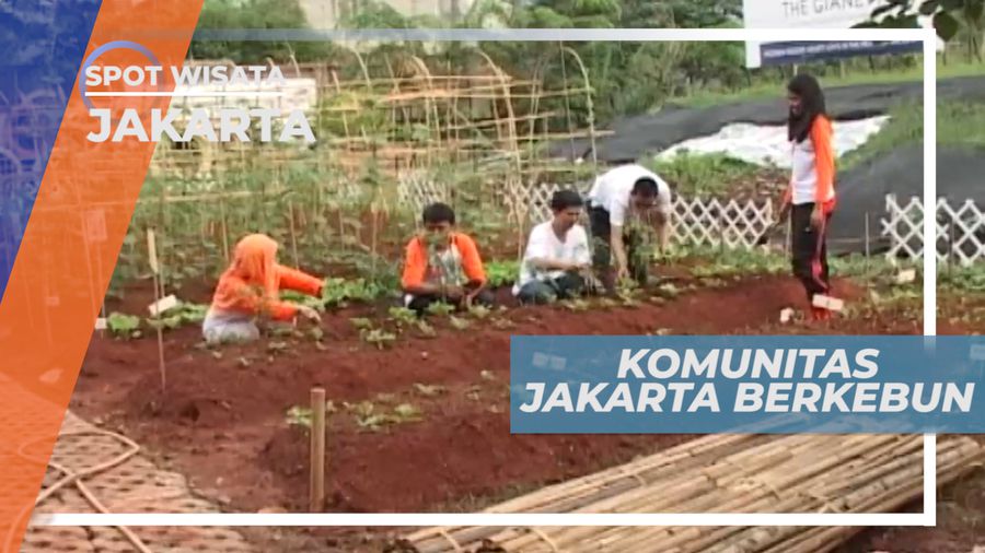 Komunitas Jakarta Berkebun, Manfaatkan Lahan Kosong di Tengah Kota Jakarta