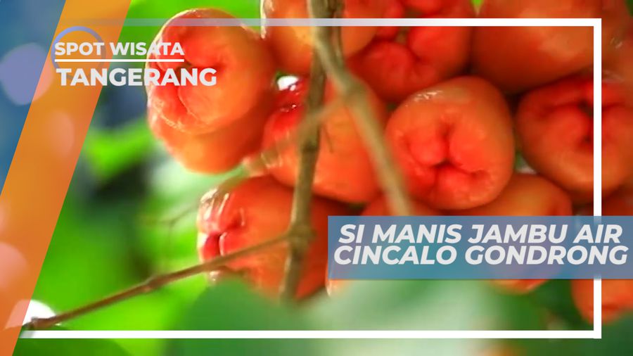 Jambu Air Cincalo, Si Manis Berbuah Lebat dari Cipondoh, Tangerang