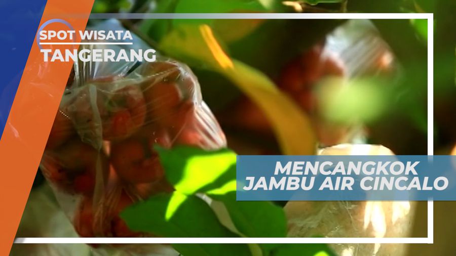 Jambu Air Cincalo, Buah Tanpa Biji yang Dibudidayakan Dengan Cara Mencangkok, Tangerang