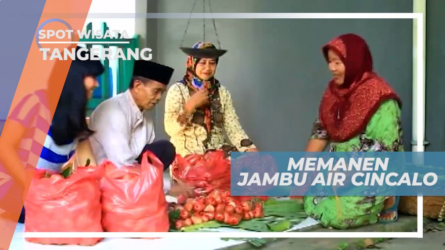 Jambu Air Cincalo, Memanen Buah Manis yang Bentuknya Seperti Lonceng, Tangerang