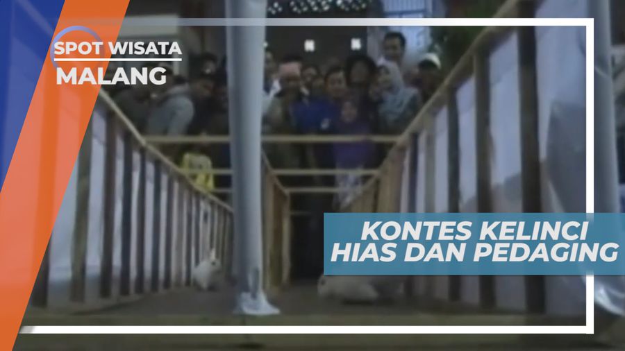 Kontes Kelinci untuk Menilai Kualitas Keindahan dan Kesehatan, Malang