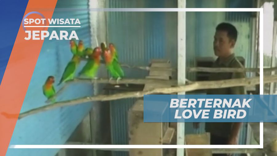Warna-warni Cantik Dengan Kicau yang Menggelitik, Berternak Burung Cinta, Jepara