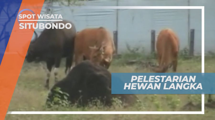 Pelestarian Hewan Langka, Salah Satu Kegiatan dari Taman Nasional Baluran Situbondo
