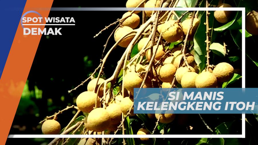 Kelengkeng Itoh, Si Manis dengan Daging Tebal dan Biji Kecil, Demak