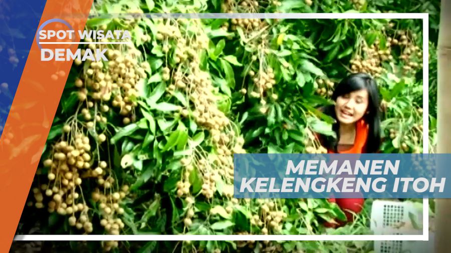 Petani Kelengkeng Itoh Demak, Sekali Panen Bisa Mencapai 1,5 Ton