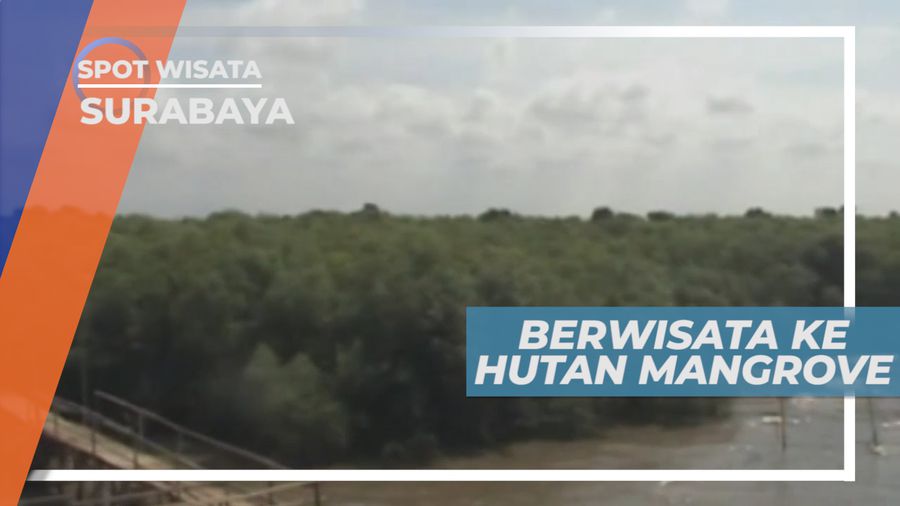 Ekowisata Mangrove Wonorejo, Cuci Mata Pemandangan Hijau di Tepi Laut, Surabaya