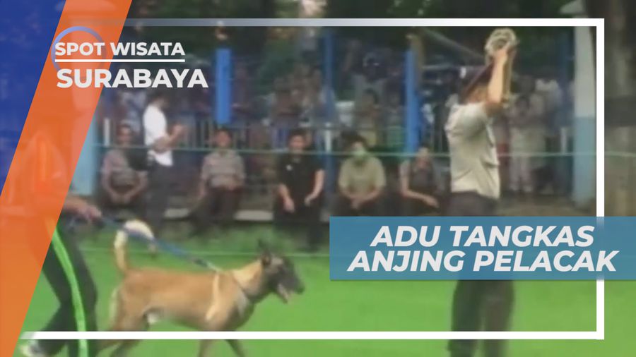 Anjing Pelacak, Beradu Ketangkasan dan Kepatuhan, Surabaya