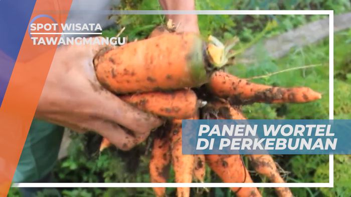 Panen Wortel di Tawangmangu, Perkebunan Luas Buah yang Kaya dengan Vitamin A