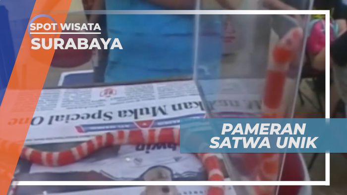 Holiday With Pet, Pameran Satwa Unik di Surabaya