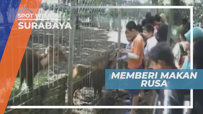 Berkumpul Bersama Memberi Makan Rusa di Taman Flora Surabaya