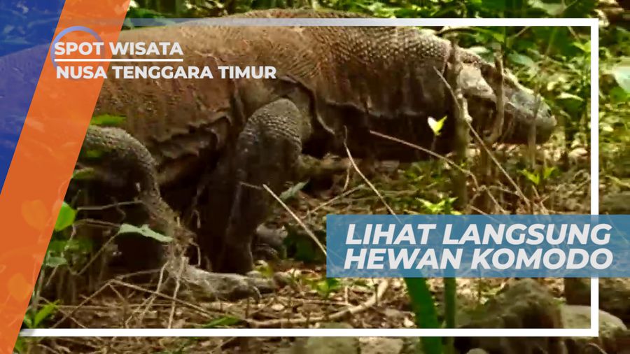 Long Liang National Park, Tempat Mengamati Kadal Purbakala dari Dekat, Nusa Tenggara Timur