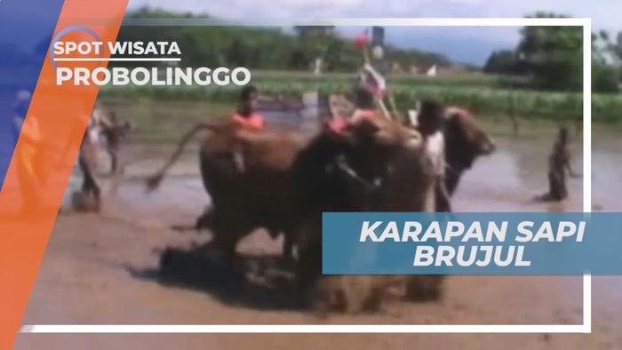 Karapan Sapi Brujul, Adu Cepat Sapi Jantan di Aera Persawahan, Probolinggo