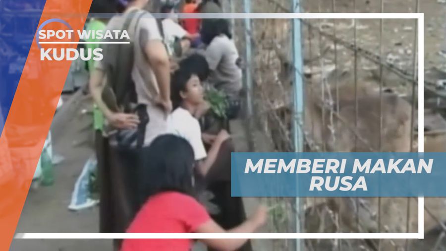 Menghabiskan Waktu, Berinteraksi dan Memberi Makan Rusa dari Dekat, Kudus