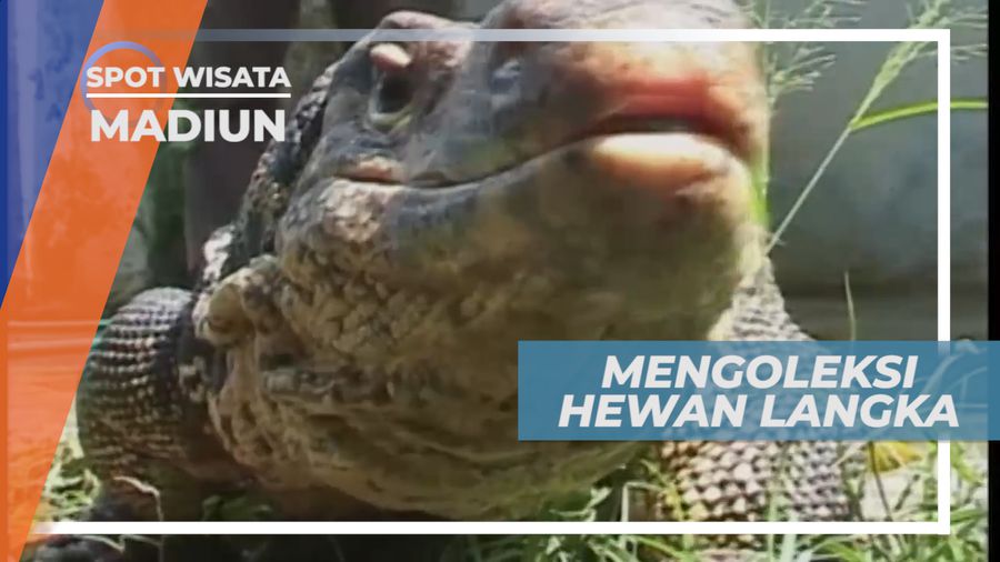 Menyalurkan Hobi, Mengoleksi Hewan Langka dan Unik, Madiun