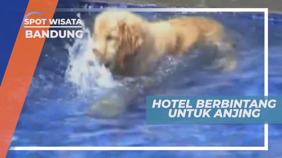 Fasilitas Hotel Berbintang Untuk Anjing Peliharaan, Bandung