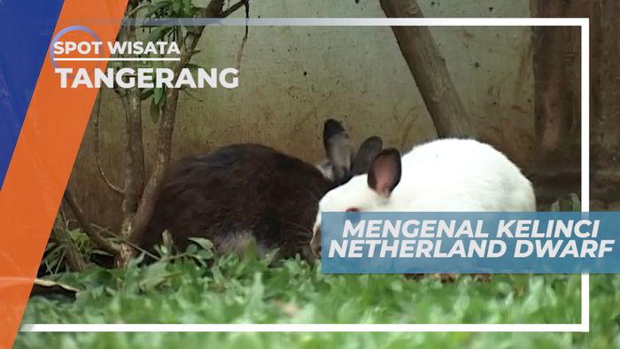 Netherland Dwarf, Kelinci Lucu Menggemaskan yang Berukuran Mini, Tangerang
