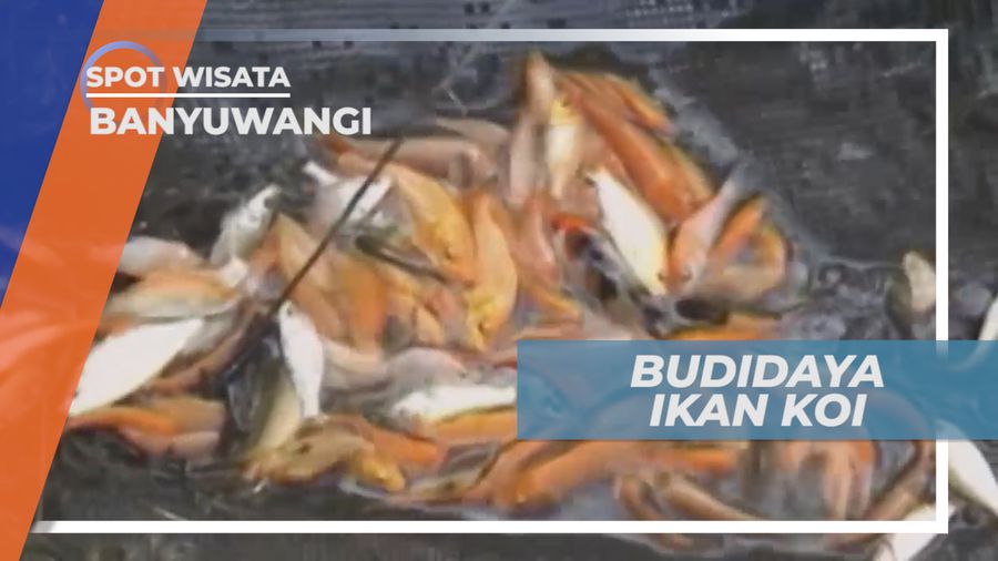 Ikan Koi, Simbol Cinta dan Persahabatan, Banyuwangi