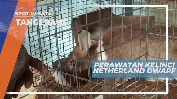 Netherland Dwarf, Kelinci Mungil yang Menggemaskan, Tangerang