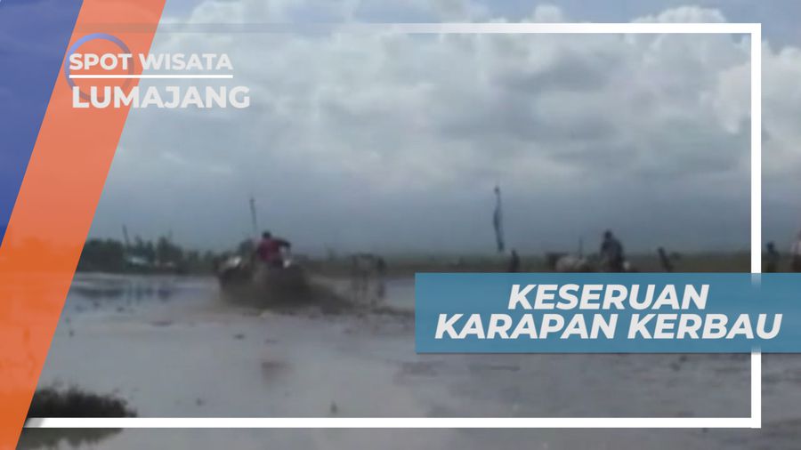 Adu Cepat Balap Kerbau, Tradisi Unik di Lumajang Jawa Timur