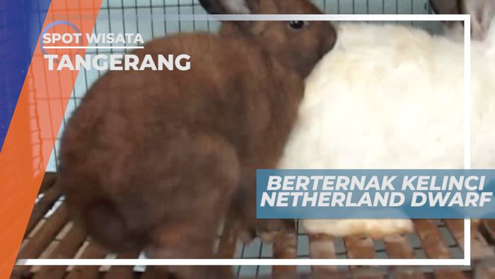 Budidaya Kelinci Netherland Dwarf, Cukup Sederhana Bagi Penghobi Ternak Kelinci, Tangerang