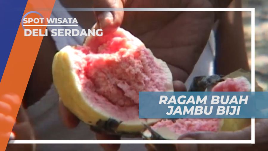 Berkunjung ke Kebun Jambu Biji Merah di Deli Serdang Sumatera Utara