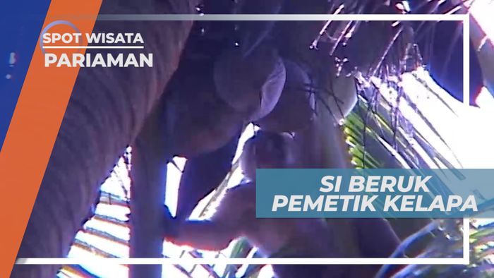 Beruk, Satwa Cerdas Pemetik Kelapa, Pariaman Sumatera Barat