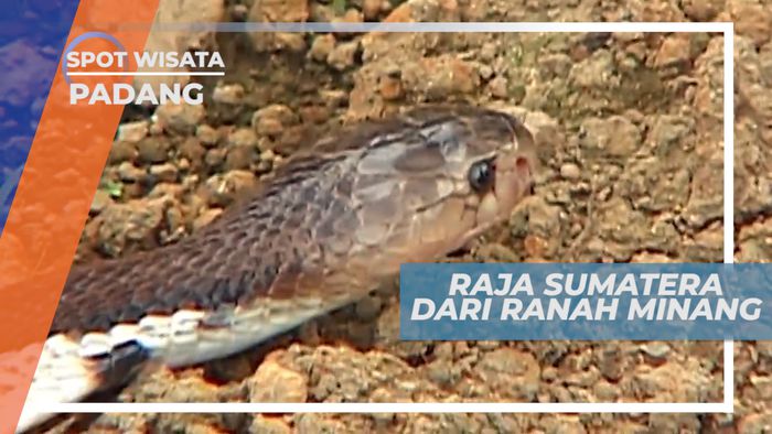 Naja Sumatrana, Jenis Ular Kobra dari Daerah Padang