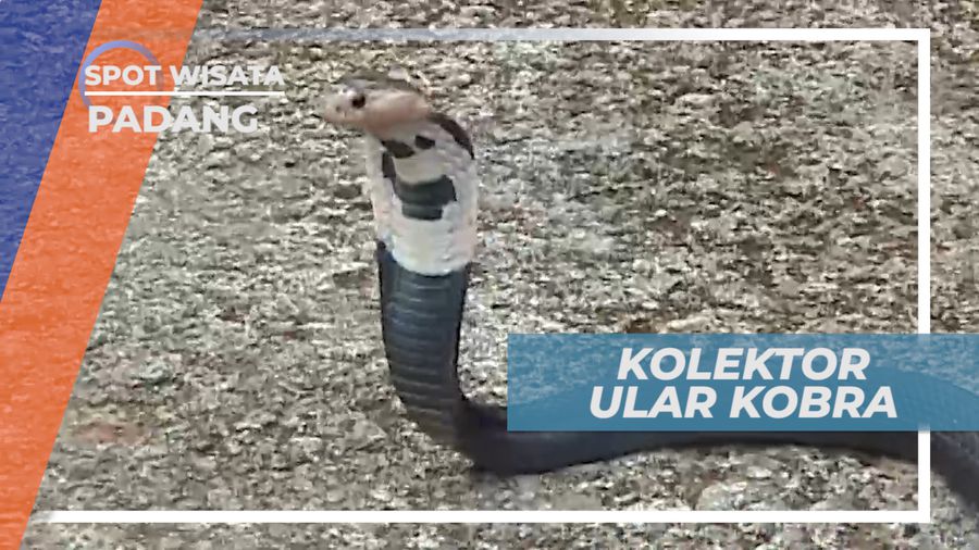 Kolektor Ular Kobra, Pengagum Keindahan Reptil Berbisa, Padang