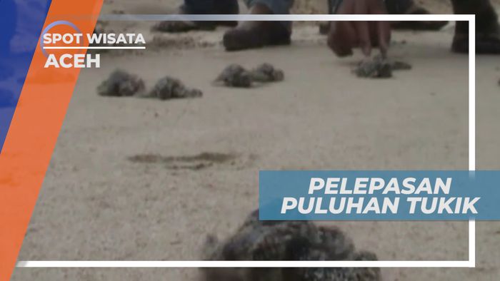 Melestarikan Populasi Penyu, Pelepasan Puluhan Tukik di Aceh