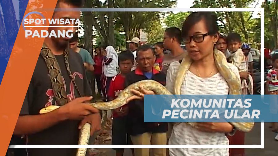 Komunitas Pecinta Ular Padang, Memberikan Wawasan Mengenai Hewan Berbisa Ke Masyarakat, Padang