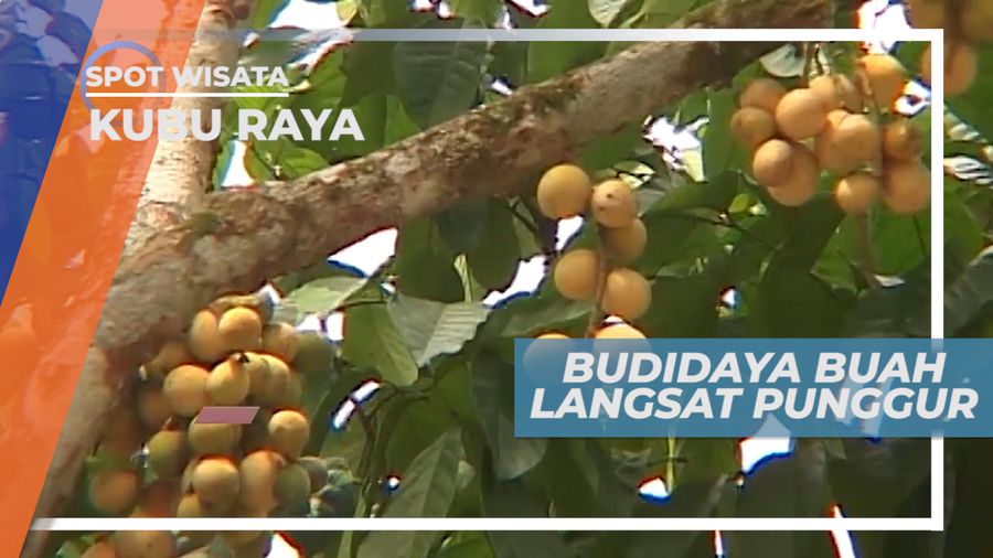 Langsat Punggur, Buah Mungil Dengan Rasa Manis dan Kulit yang Tebal, Kalimantan Barat