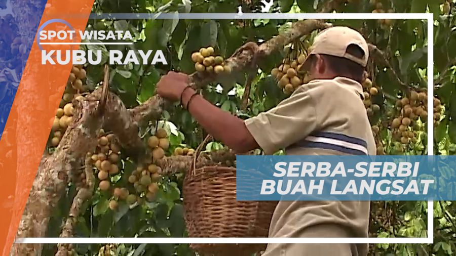 Langsat Punggur, Serba-serbi Petani Langsat Menjelang Musim Panen, Kalimantan Barat