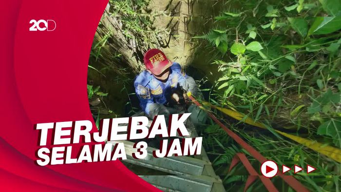 Momen Damkar Bogor Evakuasi Anjing Tercebur di Sumur 5 Meter