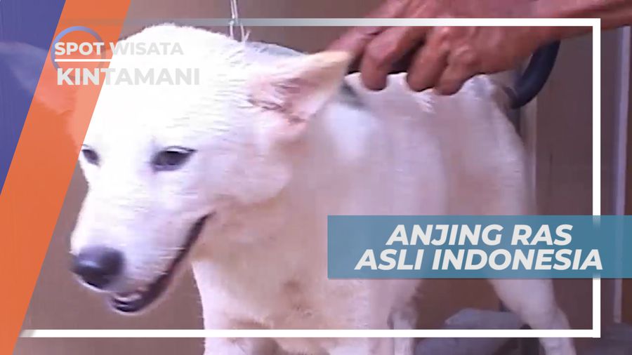 Kintamani, Anjing Ras Asli Indonesia yang Membanggakan, Bali