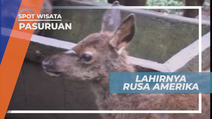 Berkenalan Dengan Rusa Amerika di Kawasan Wisata Pasuruan
