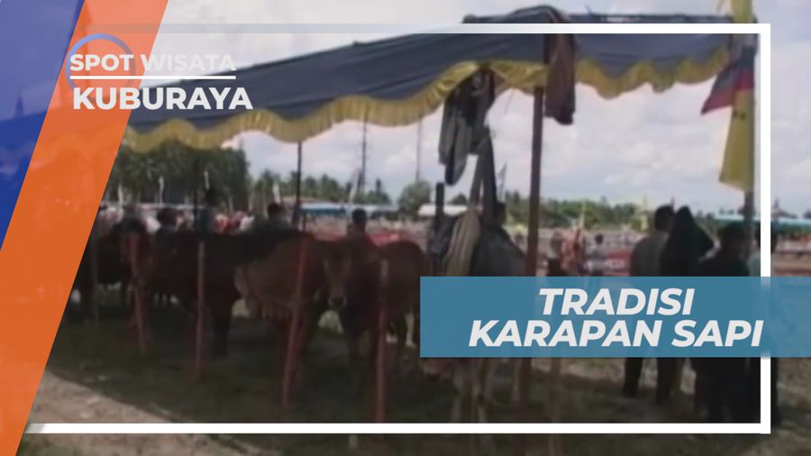 Karapan Sapi Kubu Raya, Cara Tepat Meningkatkan Pendapatan Peternak Sapi
