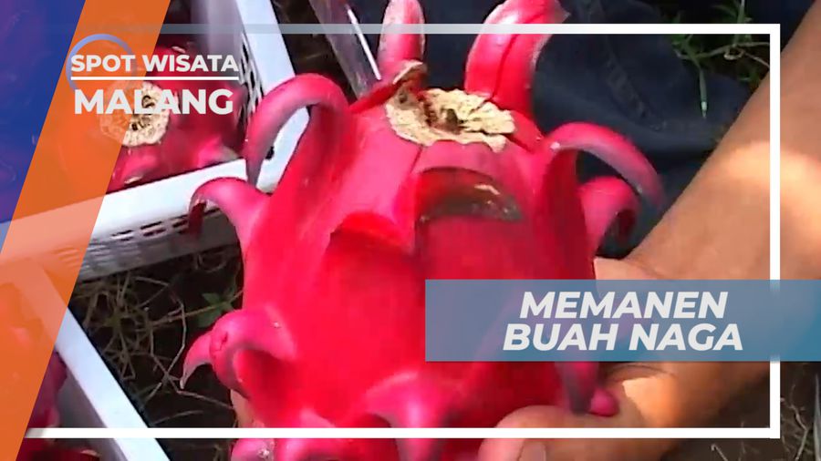 Memanen Buah Naga di Kebun Kota Malang