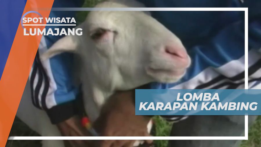 Karapan Kambing, Lomba Populer yang Diikuti Peserta Dari Berbagai Kota, Lumajang